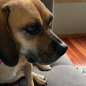 Meet your Posher, Anne